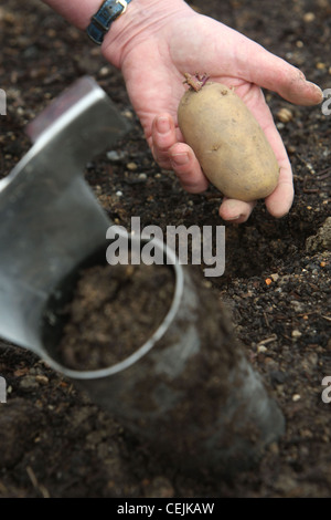 Piantare la germogliazione di tuberi di patata su un allotement, utilizzando una lampadina piantatrice per creare il foro per piantare le patate in Foto Stock