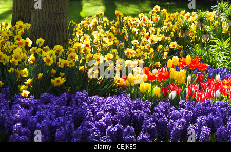 I tulipani, giacinti e narcisi in fiore nel giardino sotto un albero in primavera Foto Stock