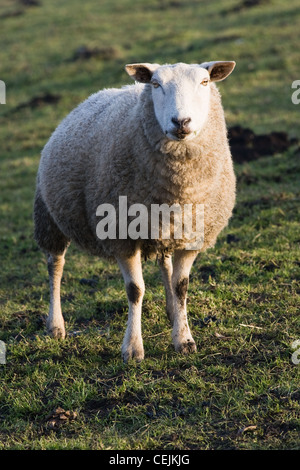 Curioso di ovini, permanente e fissando in prato-land Foto Stock