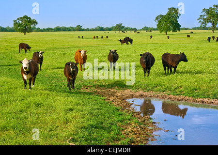 Bestiame - Nero Baldie, Black Angus e incroci i bovini su una molla verde pascolo / vicino Clements, California, Stati Uniti d'America. Foto Stock