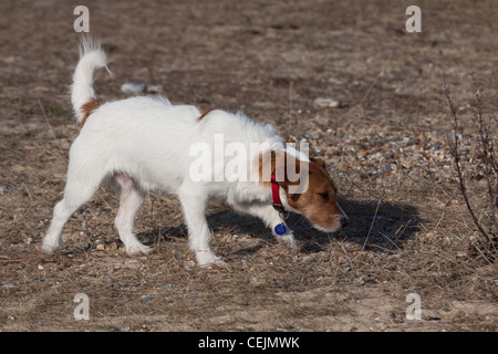 Un Parsons Jack Russell Terrier su una spiaggia Foto Stock