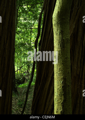 Vista sulla foresta tra acquaragia tronchi, Macquarie Pass National Park, NSW Australia Foto Stock