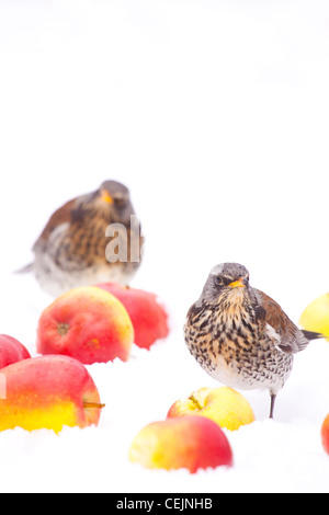 Cesene alimentazione sulle mele in inverno frutteto, Worcestershire, England, Regno Unito Foto Stock