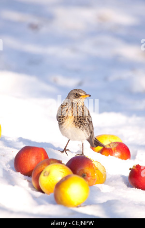 Cesene alimentazione sulle mele in inverno frutteto, Worcestershire, England, Regno Unito Foto Stock