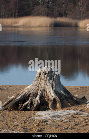 Un albero morto il moncone sulle rive del Benacre Vasto, una riserva naturale nazionale sulla costa di Suffolk, Inghilterra Foto Stock