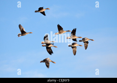 Graylag gees in volo, Slimbridge, Gloucestershire, England, Regno Unito Foto Stock