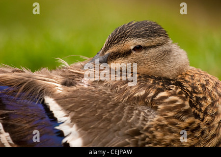Femmina Mallard duck a riposo, England, Regno Unito Foto Stock