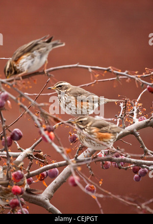 Redwings in crab apple tree, England, Regno Unito Foto Stock