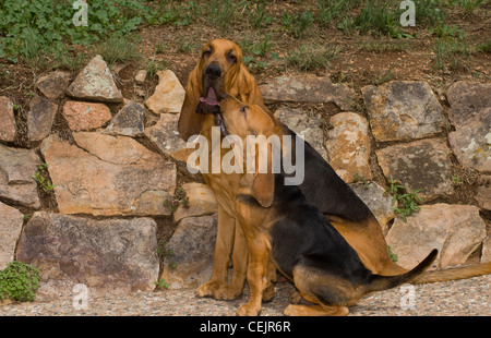 Bloodhound e adulto cucciolo seduti insieme Foto Stock