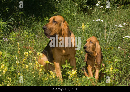 Bloodhound e adulto cucciolo seduti insieme Foto Stock