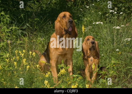 Bloodhound e adulto cucciolo seduti insieme Foto Stock