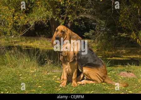 Bloodhound e adulto cucciolo seduti insieme Foto Stock