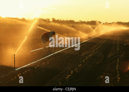 Un lavoratore di campo regola una testa di un irrigatore ad arco in una crescita precoce di elaborazione campo di pomodoro a sunrise / California, Stati Uniti d'America. Foto Stock
