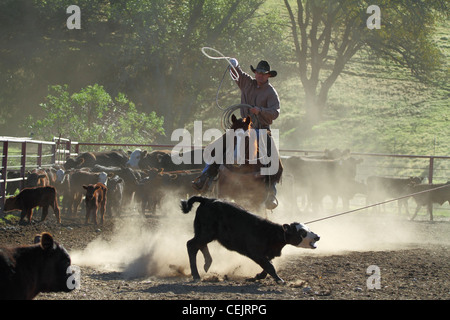 Bestiame - cowboy roping vitelli durante le operazioni di branding su un ranch di bestiame / nei pressi di sparto, California, USA. Foto Stock