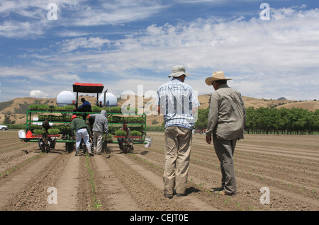 Agricoltura - un agricoltore e il suo caposquadra consultare mentre il campo degli equipaggi di elaborazione di trapianto di piantine di pomodoro / California, Stati Uniti d'America. Foto Stock