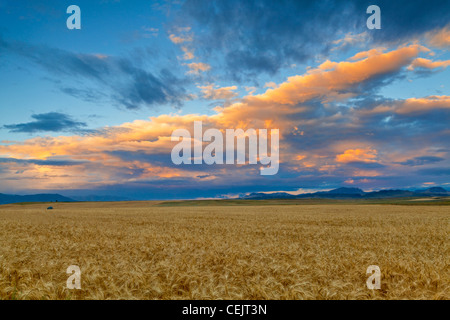 Agricoltura - Brillante nuvole al di sopra di un campo maturo del raccolto di orzo pronto a sunrise / vicino a cascata, Montana, USA. Foto Stock