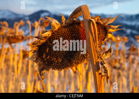 Agricoltura - Vista dettagliata di un maturo di girasole unharvested nel tardo pomeriggio invernale / luce vicino a Bozeman, Montana, USA. Foto Stock