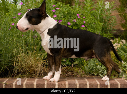 Miniatura bull terrier su un muro di mattoni con fiori dietro Foto Stock