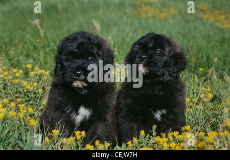 Due Bouvier des Flandres cuccioli seduti insieme Foto Stock