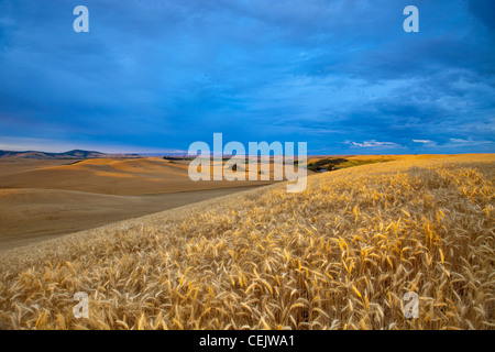 Agricoltura - mature del raccolto di orzo in mattina presto luce con campi di grano in background / vicino al Pullman, Washington, Stati Uniti d'America. Foto Stock