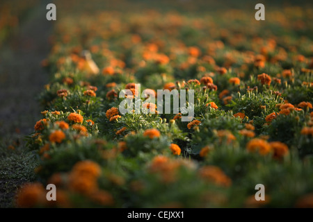 Giallo calendula fiori, noto come cempasuchil, prima del raccolto in Città del Messico Foto Stock