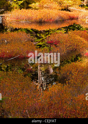 Brillantemente colorati (MOSS) di briofita è riflessa nell'acqua ancora della grande Logan vicino a Richardson Lago in western Maine. Foto Stock