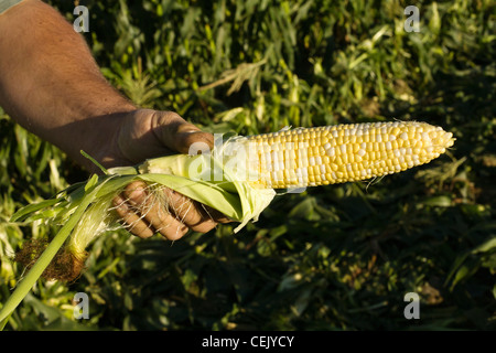 Gli agricoltori una mano trattiene un orecchio di coppia bi-color mais dolce con la lolla rimosso presso una famiglia locale produrre fattoria / Rhode Island. Foto Stock