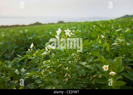 La crescita media di fioritura delle piante di patata presso una famiglia locale produrre fattoria con il fiume Sakonnet in background / Rhode Island, Stati Uniti d'America. Foto Stock