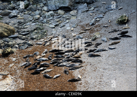 Le foche grigie di carni di montone Cove, Testa Godrevy visto dal South West Coast Path. Punta Nord di St Ives Bay, Cornwall, England, Regno Unito Foto Stock