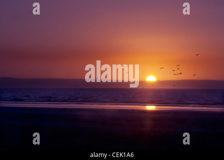 Uccelli in volo tramonto sulla spiaggia di brean con sun andando al di sotto delle colline quatock Somerset, Inghilterra Foto Stock