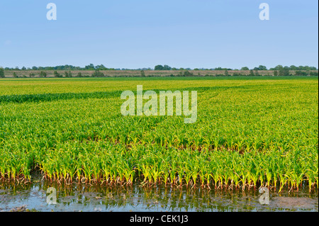 Agricoltura - Mais annegamento infiltrazioni d'acqua sotto il fiume Mississippi argine a maggio, 2011 / vicino Millikin, Louisiana, Stati Uniti d'America. Foto Stock