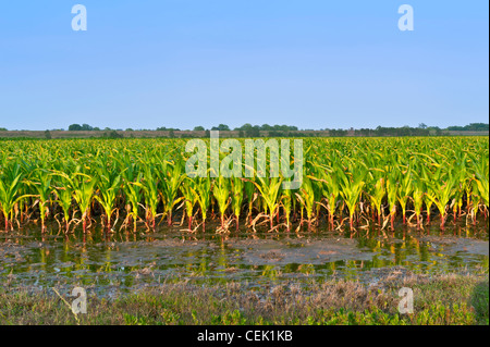 Agricoltura - Mais annegamento infiltrazioni d'acqua sotto il fiume Mississippi argine a maggio, 2011 / vicino Millikin, Louisiana, Stati Uniti d'America. Foto Stock