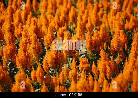 Cresta di gallo piumati sbocciare dei fiori Foto Stock