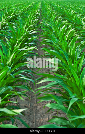 Agricoltura - righe della metà la crescita di pre-fase di fiocco di mais granella piante / vicino Yazoo City, Mississippi, Stati Uniti d'America. Foto Stock