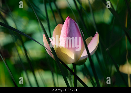 Sacro lotus acqua giglio di piante e fiori sbocciano i fiori e foglie grading di soft focus attraverso lily pond superficie della piscina. Rosa Bianco Verde Foto Stock