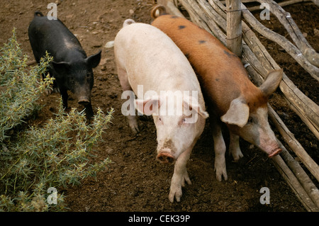 Tre suini in diversi colori camminare insieme in una fattoria Foto Stock