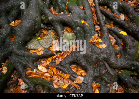 Forti radici di un vecchio faggio tenendo la messa a terra Foto Stock