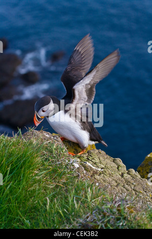 Atlantic Puffin (Fratercula arctica), Latrabjarg, Vestfirdhir, Islanda Foto Stock