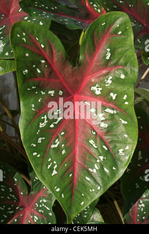 A orecchio di elefante foglia (a.k.a Angeli Ali, il Cuore di Gesù) Fancy-lasciava Caladium sp. Foto Stock