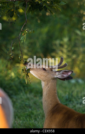 White-tailed buck in velluto marcatura di profumo di un ramo Foto Stock