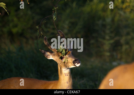 Young Buck scent-marking un ramo Foto Stock