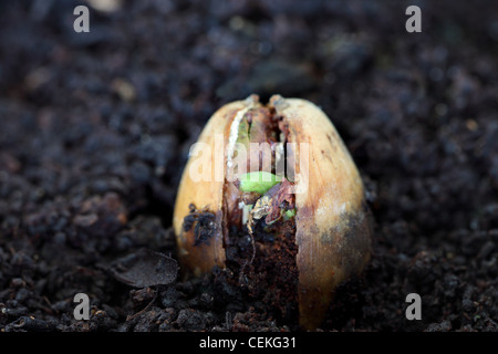 La germogliazione Acorn da un Pedunculate Quercia Quercus robur REGNO UNITO Foto Stock