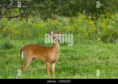 White-tailed buck in velluto Foto Stock