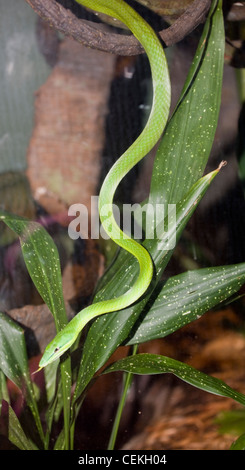 Erba verde serpente, Opheodrys Aestivus Foto Stock
