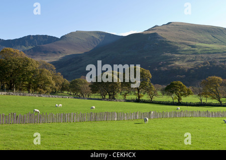 Pecore in un campo, Snowdonia, Galles Foto Stock