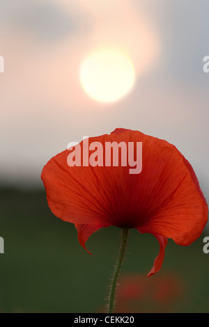 Un singolo papavero evidenziato nelle prime ore del mattino sun giocando attraverso le fragili petali la creazione di questa splendida forma astratta Foto Stock