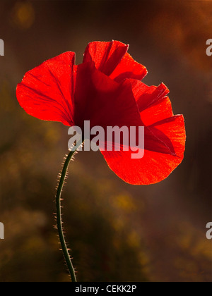 Un singolo papavero evidenziato nella luce del mattino giocando attraverso il traslucido petali, Foto Stock