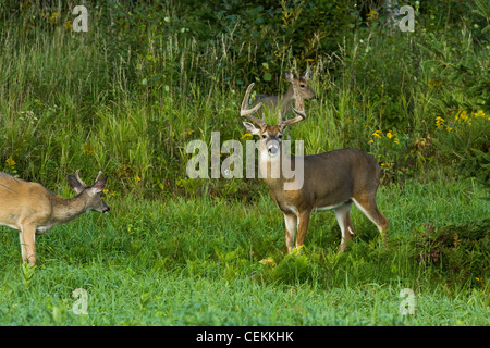 White-tailed bucks in velluto Foto Stock