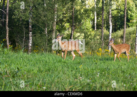 White-tailed cerbiatti in estate Foto Stock