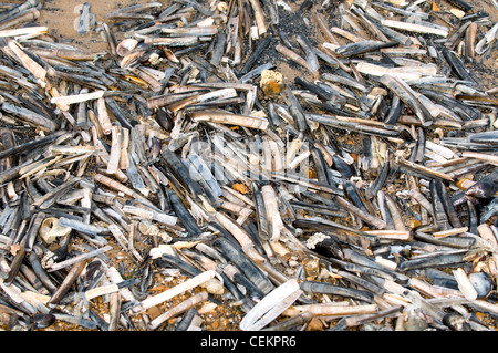 Razor conchiglie sulla spiaggia Foto Stock